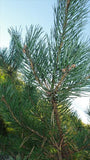 Aromatherapy Essential Oil - Pine Sylvestris (Scots Pine) - 10ml - MysticSoul_108