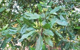 Aromatherapy Essential Oil - Clove Leaf - 10ml - MysticSoul_108