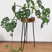 Albasia Wooden Plant Stand - Terracotta