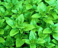 Aromatherapy Essential Oil - Oregano - 10ml - MysticSoul_108