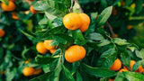 Aromatherapy Essential Oil - Tangerine- 10ml - MysticSoul_108